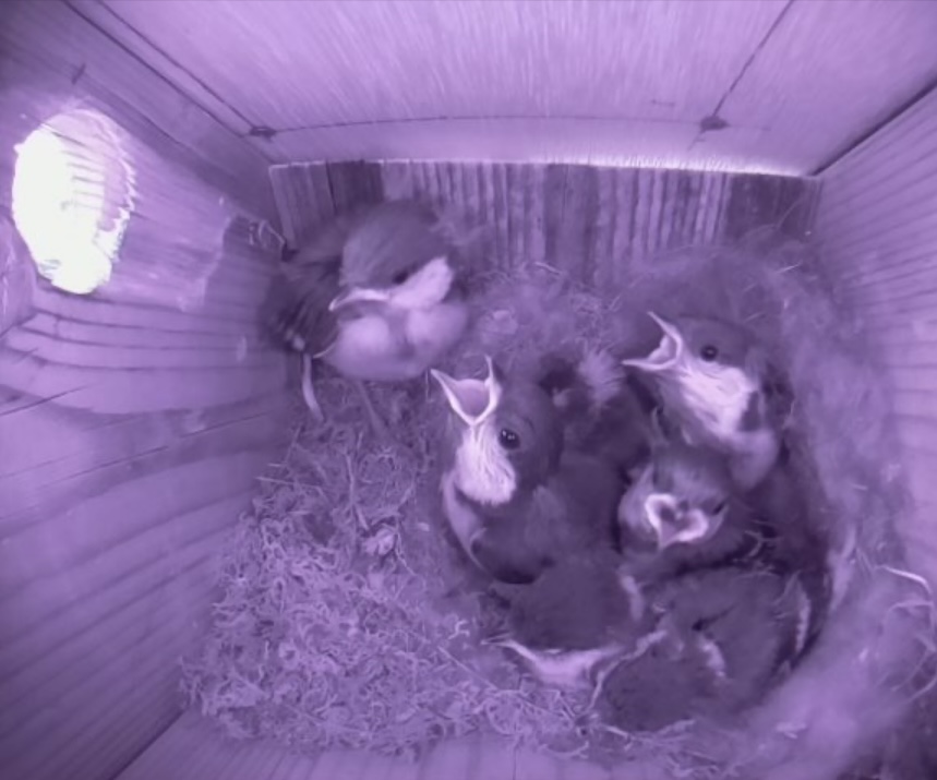 巣箱の中の生後2週間のヒナ